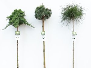 Coniferen hoogstammen 'gArt-Collection'