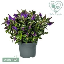 Addenda®